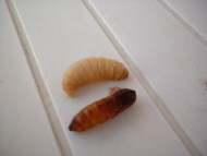 Larva adulta e pupa (quella più scura)